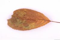 Photo Texture of Leaf 0038